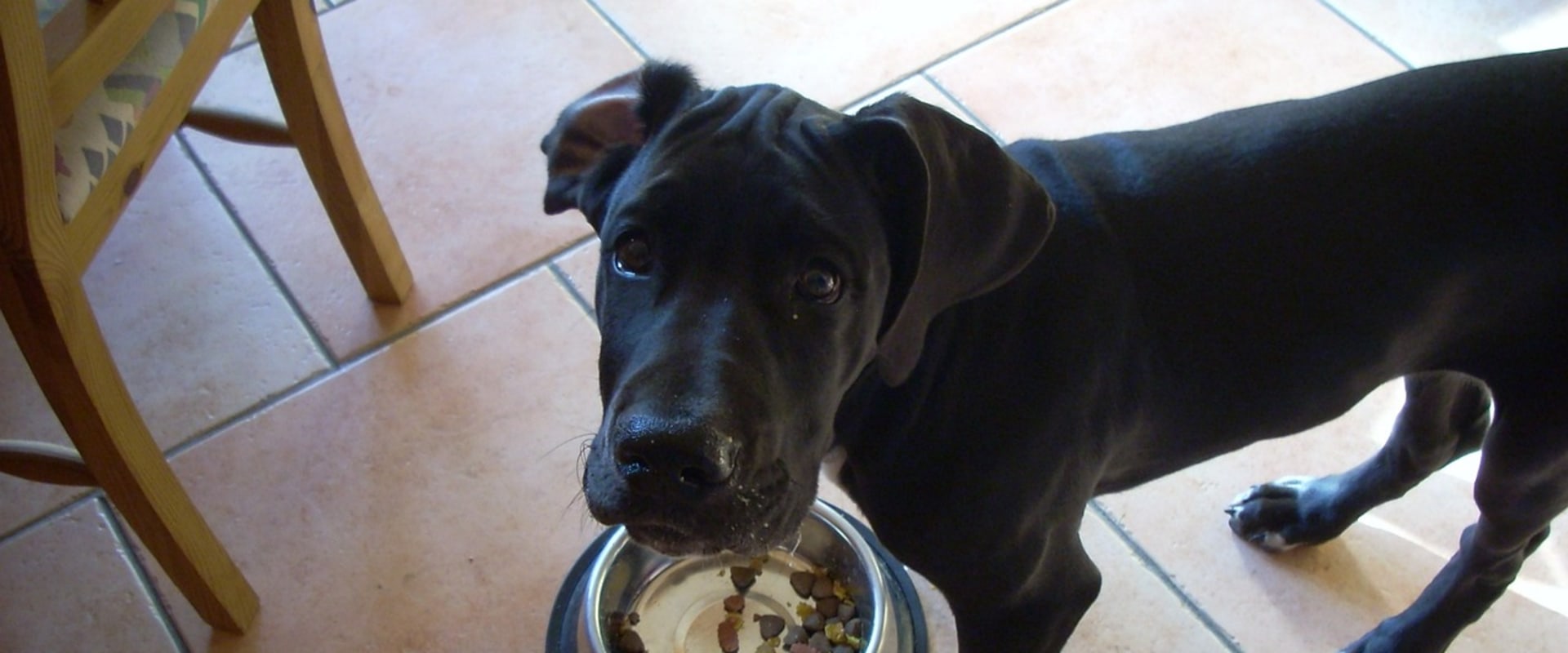 The Top 10 Best Dog Food Brands for Your Furry Friend