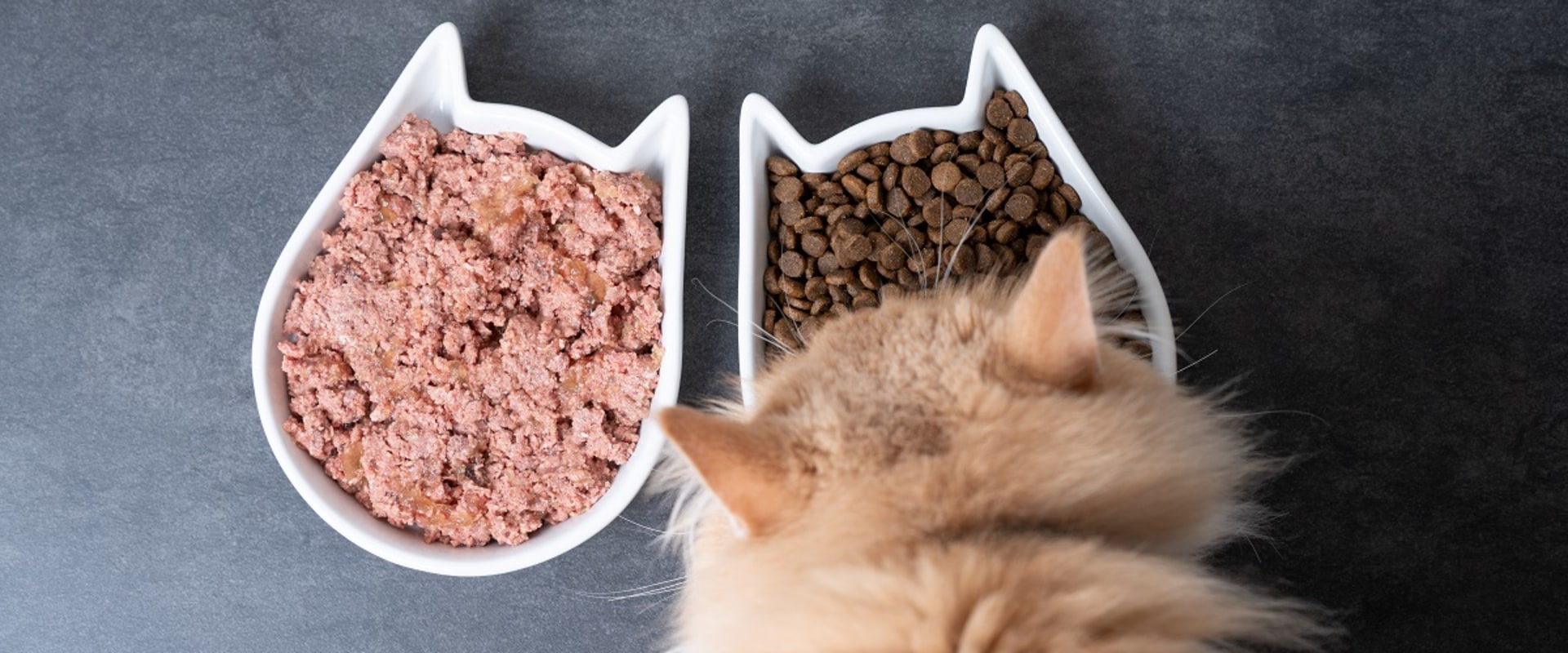 Why Do Vets Recommend Certain Pet Foods?
