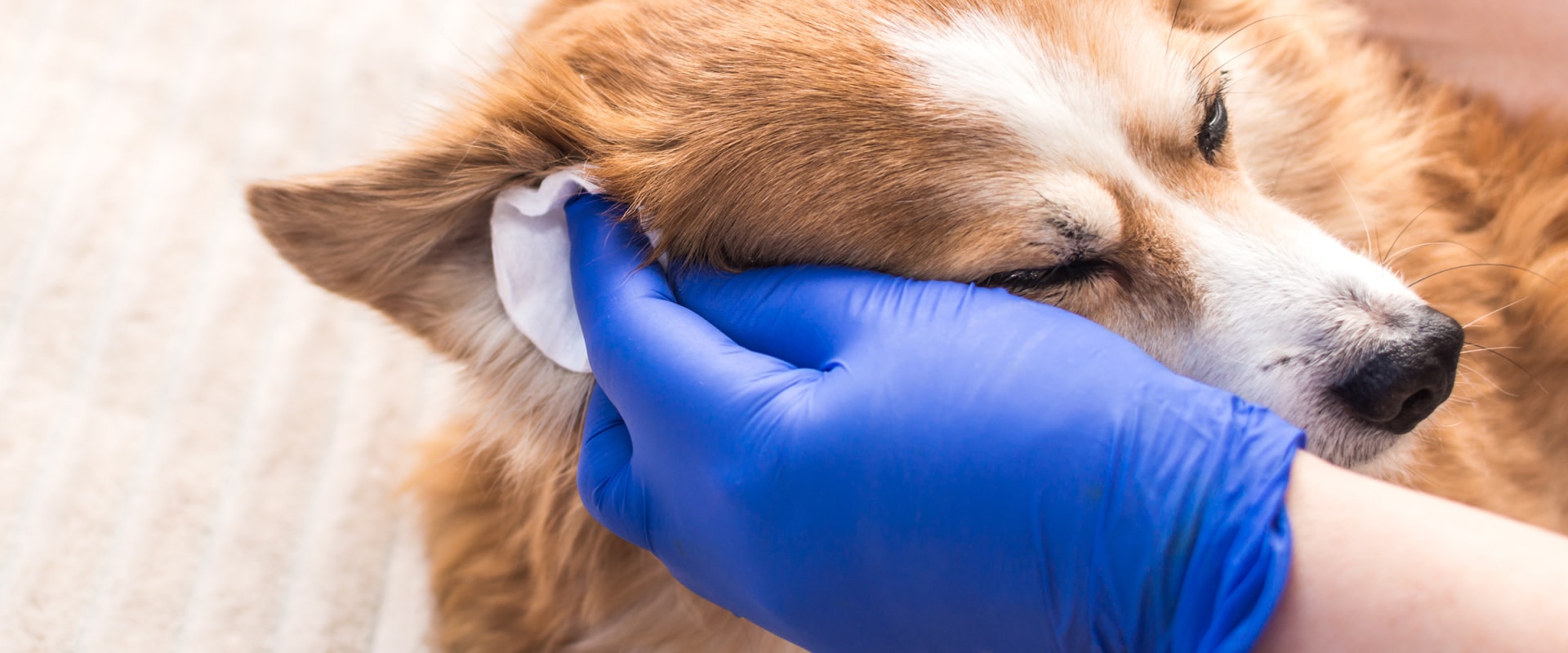 Do Dog Hip and Joint Supplements Really Work?