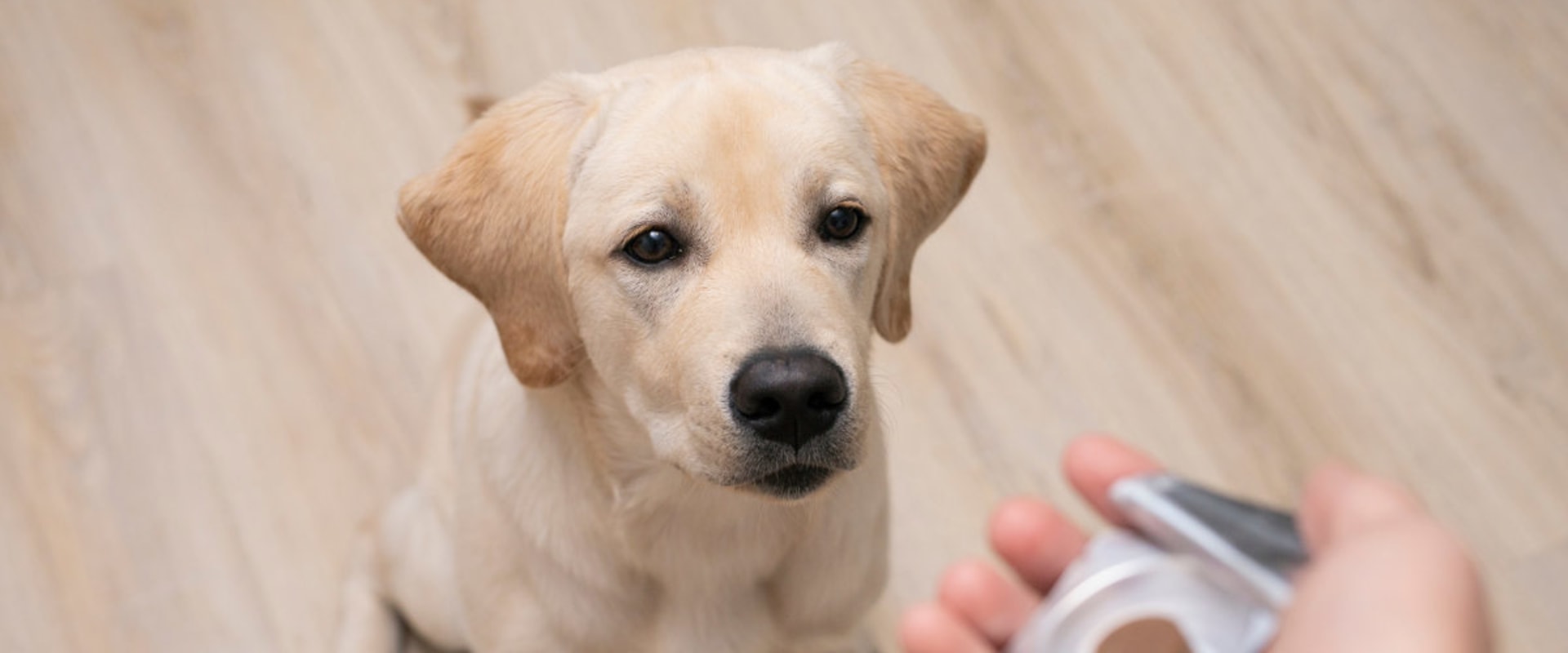 When Should You Start Your Dog on Joint Supplements?