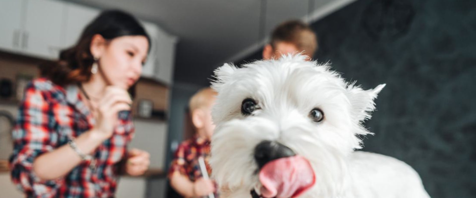 What Human Foods are Good for Dogs Everyday?
