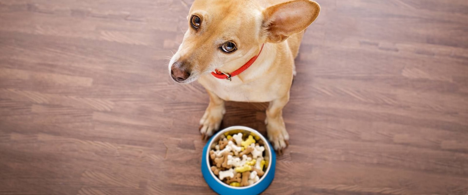 Why Veterinarians Recommend Certain Dog Foods
