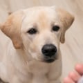 When Should You Start Your Dog on Joint Supplements?