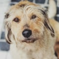 What Benefits Does Glucosamine Offer for Dogs?