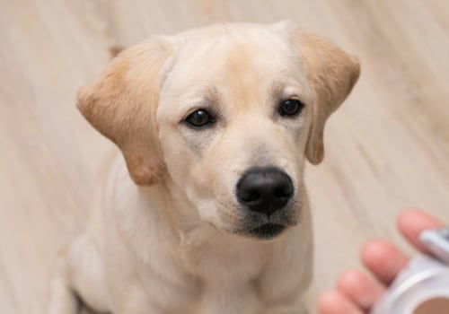 When Should You Start Giving Supplements to Your Dog?